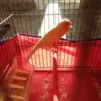 قناری کشیده بلند|پرنده|همدان, |دیوار