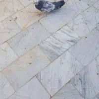 کفتر  تیرماهی یکجا  بشرط