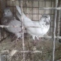 کبوتر گرو نسل دونسته|پرنده|صباشهر, |دیوار