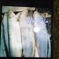 ماهی موجود|ماهی|بندر کنگان, |دیوار