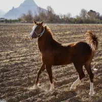 نگهداری و پانسیون اسب