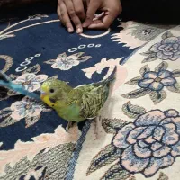 مرغ عشق|پرنده|خرمشهر, |دیوار