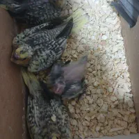 عروس هلندی سرلاکی