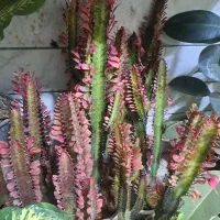 انواع گل و گیاه با تخفیف ویژه|گل و گیاه طبیعی|بیرجند, |دیوار