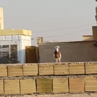 کفتر پرشی|پرنده|یزد, |دیوار