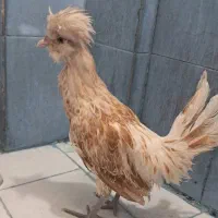 مرغ کاکلی نژاد دار