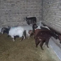 بزبا بزغاله