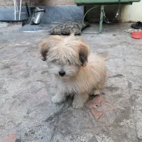 سگ پا کوتاه فروشی