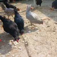 تخمه مرغ نطفه دار گلین لری|حیوانات مزرعه|اصفهان, گرکان|دیوار