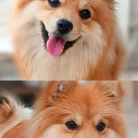 سگ پامر روباهی عروسک