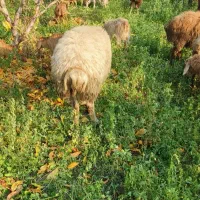 یک‌عدد‌قوچ‌‌دامازدغ|حیوانات مزرعه|مرادلو, |دیوار