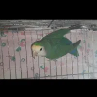 طوطی برزیلی|پرنده|آباده, |دیوار