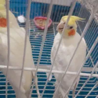 عروس هلندی|پرنده|بیرجند, |دیوار