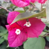 گل کاغذی رنگ سرخابی فقط۱۰۰هزارتومان