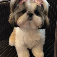 شیتزو وایت فیس|سگ|تهران, ولنجک|دیوار