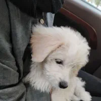 واگذاری توله سگ ۳ماهه