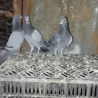 کقتر سبز ماده|پرنده|جوین, |دیوار