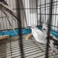 گرنیچک و عروس هلندی تازه دون خور شدن