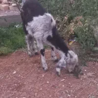 بزغاله پاکستانی|حیوانات مزرعه|سربیشه, |دیوار