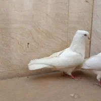کبوتر اراکی و سرخ|پرنده|امیدیه, |دیوار