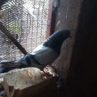 نروماده|پرنده|محلات, |دیوار