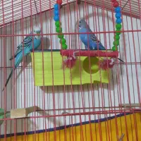 یک جفت مرغ عشق با قفس و وسایل|پرنده|کرمانشاه, |دیوار