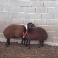 قوچ،بره ماده،میش،بز|حیوانات مزرعه|مبارکه, |دیوار