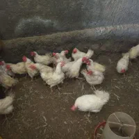 مرغ تخمگذار فروشی تاج کج مود