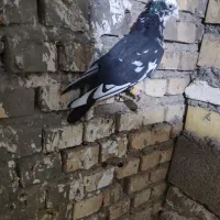 پرنده|پرنده|خرمشهر, |دیوار