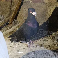 زاغ کاکل کرمانی