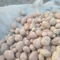 سیب زمینی آگریا