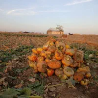 فروش چغندر علوفه ای