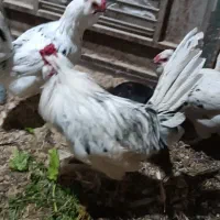 مرغ وخروس و واروک بی نظیر