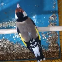 سهره سفید وخوش نقاب مست مست