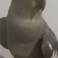 پرنده