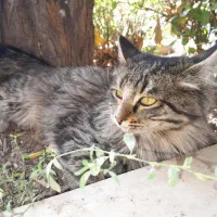 گربه گم شده