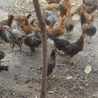 تعداد زیادی جوجه محلی ۳.۴.۵ماهه