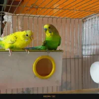 مرغ عشق|پرنده|اصفهان, طامه|دیوار