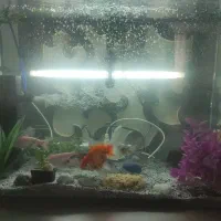 آکواریم و ماهی های داخلش