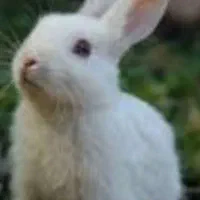 یه خرگوش پیدا شده
