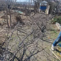 خرید درختان باغی و چوب خانه قدیمی