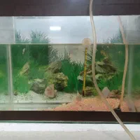 ماهی معاوظه با کفتر