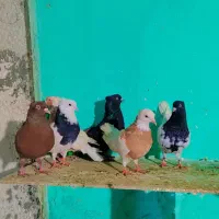 کفتر طوقی زرد سیاه کله صید کله زرد|پرنده|مشهد, شهید احمدی روشن|دیوار