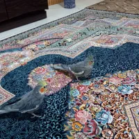 یک جفت عروس هلندی