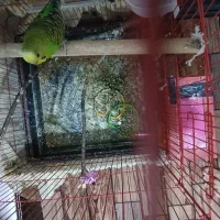 سه عدد مرغ عشق|پرنده|کوه چنار, |دیوار