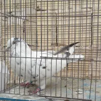 کبوتر|پرنده|قم, شهدا|دیوار