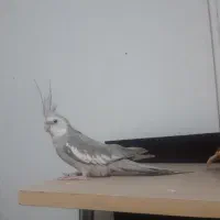 عروس هلندی وایت