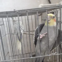 عروس هلندی نروماده|پرنده|محمدشهر, شهرک چمران|دیوار