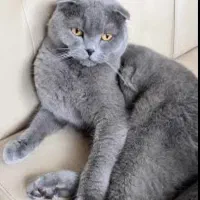 گربه اسکاتیش خاص