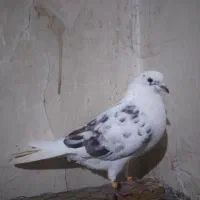 کبوترپرشی غریب